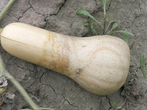  Courges - Pourriture sure (Geotrichum candidum)