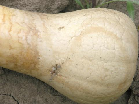  Courges - Pourriture sure (Geotrichum candidum)