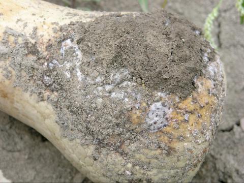  Courges - Pourriture sure (Geotrichum candidum)