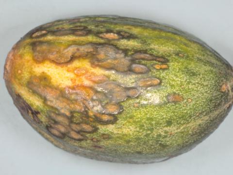 Melons - Anthracnose (Colletotrichum orbiculare)_1