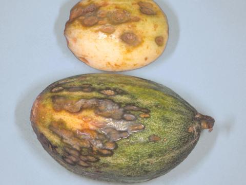 Melons - Anthracnose (Colletotrichum orbiculare)_2