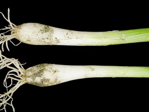 Oignon vert - Anthracnose (Colletotrichum circinans)