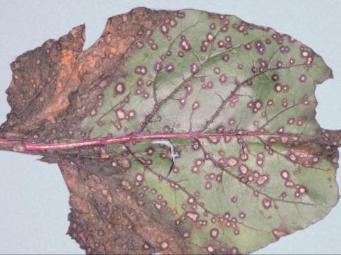 Betterave - Tache cercosporéenne (Cercospora beticola)_1