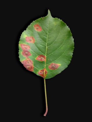 Pomme - Rouille (Gymnosporangium sp.)