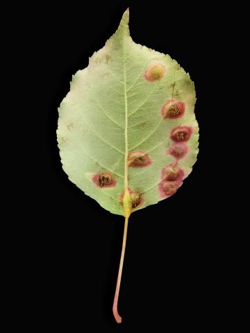 Pomme - Rouille (Gymnosporangium sp.)