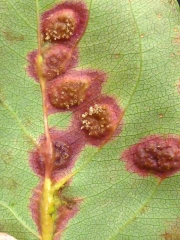 Pomme - Rouille (Gymnosporangium sp.)