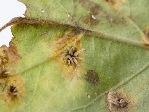 Pomme - Rouille (Gymnosporangium sp.)