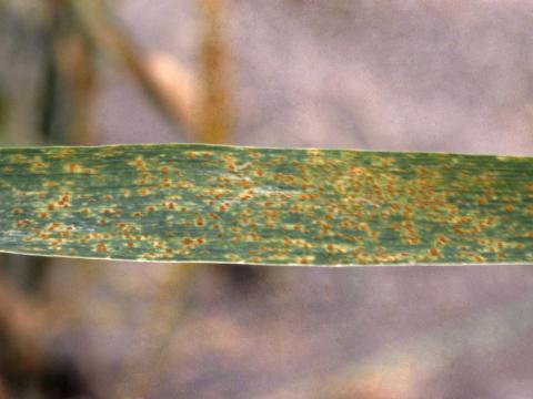 Blé - Rouille brune (Puccinia triticina)_1