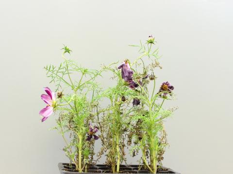 Cosmos - Charbon blanc (Entyloma sp.)