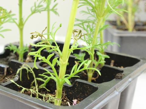 Cosmos - Charbon blanc (Entyloma sp.)