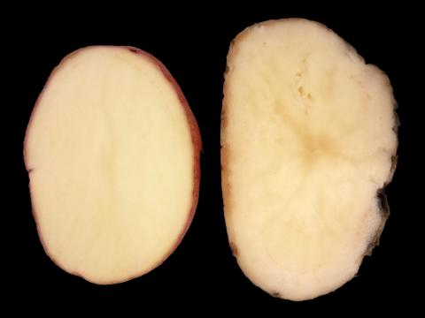 Pomme de terre - Pourriture rose (Phytophthora erythroseptica)