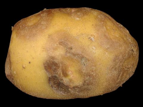  Pomme de terre - Virus Y de la pomme de terre (PVY)