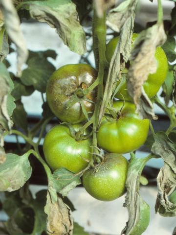 Tomate - Mildiou (Phytophthora infestans)