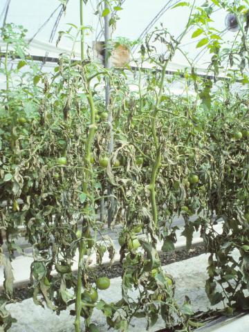 Tomate - Mildiou (Phytophthora infestans)