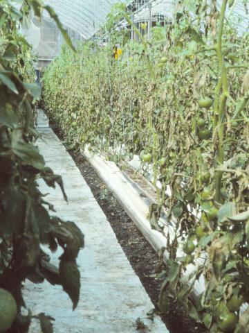 Tomate - Mildiou (Phytophthora infestans)