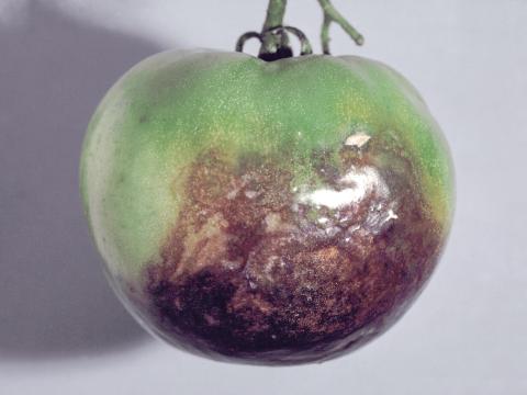 Tomate - Mildiou (Phytophthora infestans)