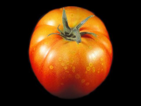 Tomate - Moisissure grise (Botrytis cinerea)_6