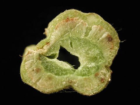 Tomate - Fusariose des racines et du collet (Fusarium oxysporum f. sp. radicis-lycopersici (FORL))