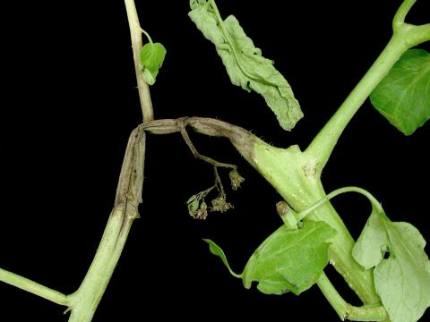 Tomate - Pourriture des racines et du collet (Phytophthora nicotianae)