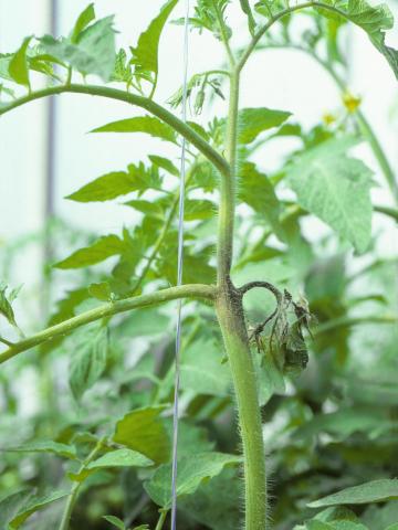 Tomate - Mildiou (Phytophthora infestans)