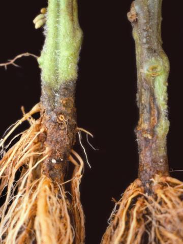 Tomate - Fusariose des racines et du collet (Fusarium oxysporum f. sp. radicis-lycopersici (FORL))