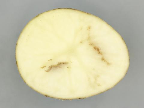 Pomme de terre - Virus du sommet touffu de la pomme de terre (PMTV)