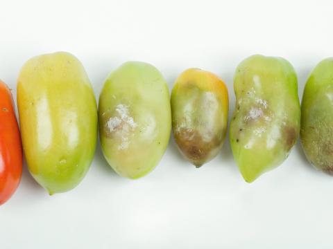 Tomate - Mildiou zoné (Phytophthora sp.)