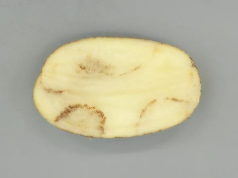 Pomme de terre - Virus du sommet touffu de la pomme de terre (PMTV)