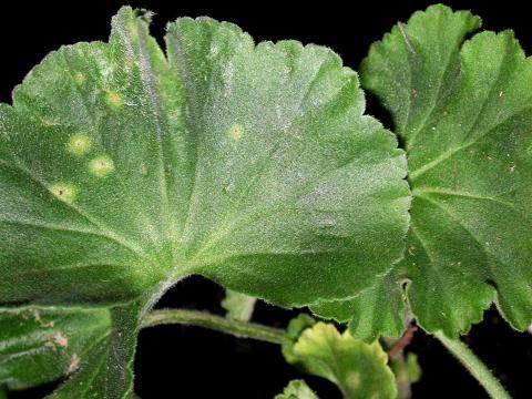 Géraniums - Rouille du pélargonium (Puccinia pelargonii-zonalis)_1