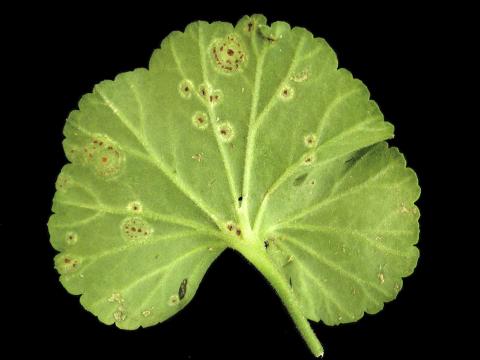 Géraniums - Rouille du pélargonium (Puccinia pelargonii-zonalis)_4