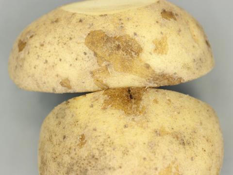 Pomme de terre - Virus du sommet touffu de la pomme de terre (PMTV)