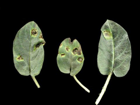 Lysimaques - Rouille (Puccinia sp.)