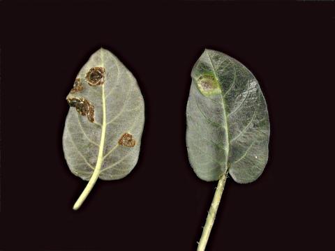 Lysimaques - Rouille (Puccinia sp.)