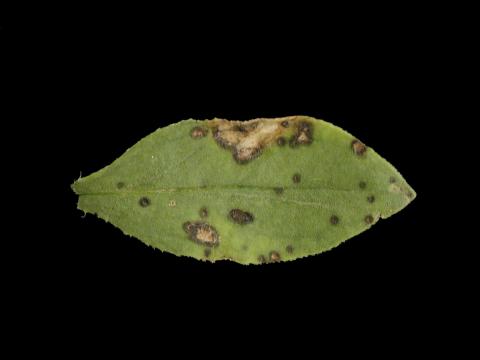 Saponaires - Alternariose (Alternaria sp.)