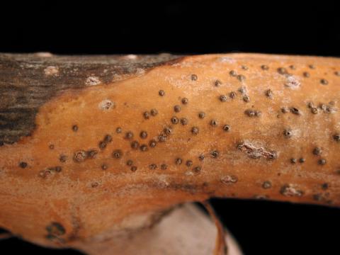 Peupliers - Chancre cytosporéen (Cytospora sp.)