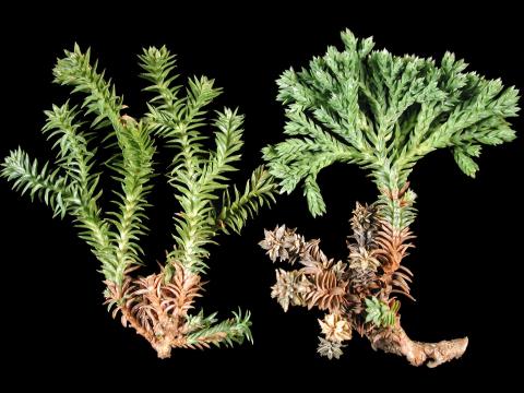 Faux-cyprès - Brûlure des aiguilles (Pestalotiopsis funerea)