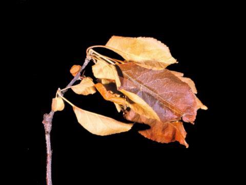 Pomme - Dépérissement nectrien (Nectria cinnabarina)_1