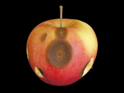 Pomme - Anthracnose (Neofabraea sp.)_1