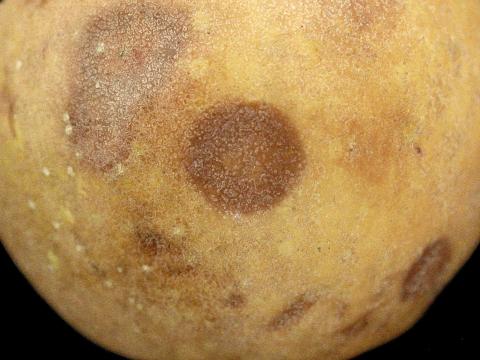 Pomme - Anthracnose (Neofabraea sp.)_3