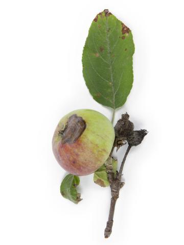 Pomme - Chancre à Botryosphaeria (Diplodia mutila)