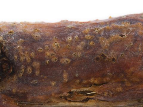 Pomme - Anthracnose (Neofabraea sp.)_11