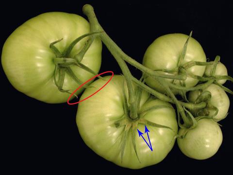 Tomate - Virus de la mosaïque du pépino (PepMV)