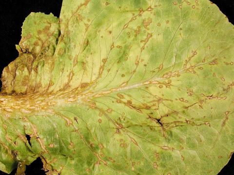 Laitues - Anthracnose (Microdochium panattonianum)