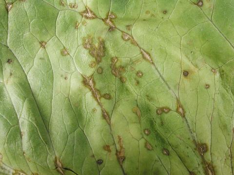 Laitues - Anthracnose (Microdochium panattonianum)