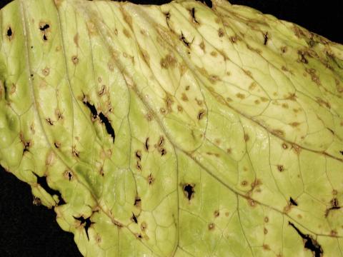 Laitues - Anthracnose (Microdochium panattonianum)