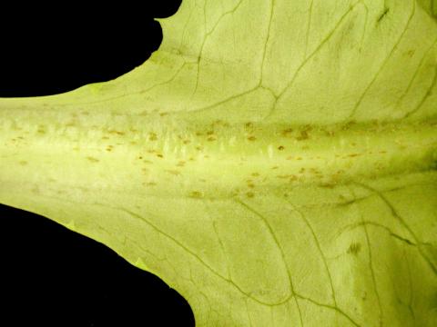 Laitues - Blanc (Oidium cichoracearum)