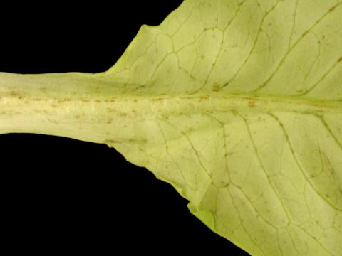 Laitues - Blanc (Oidium cichoracearum)