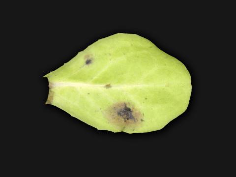 Laitues - Alternariose (Alternaria cichorii)