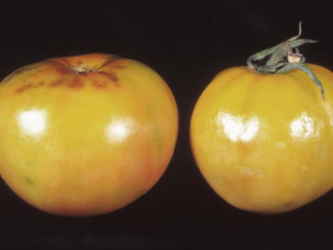 Tomate - Virus de la maladie bronzée de la tomate (TSWV)