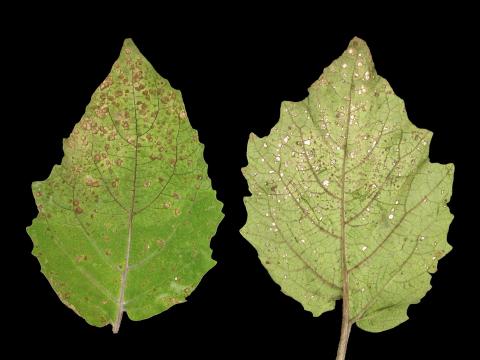 Cerise de terre - Charbon blanc (Entyloma australe)